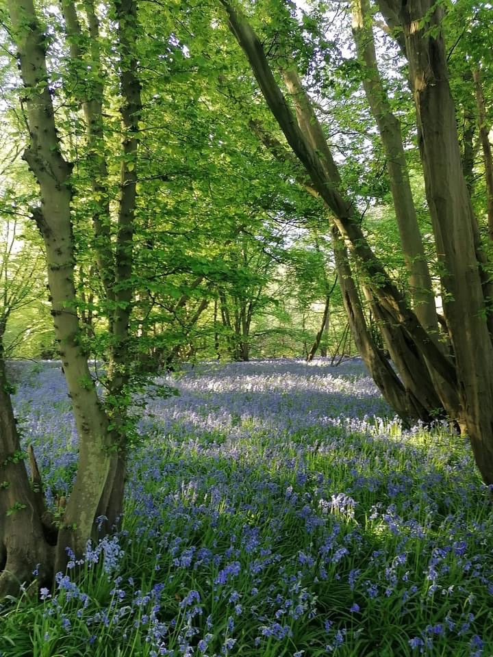 Rickling Home Diffuser - Bluebell Woods