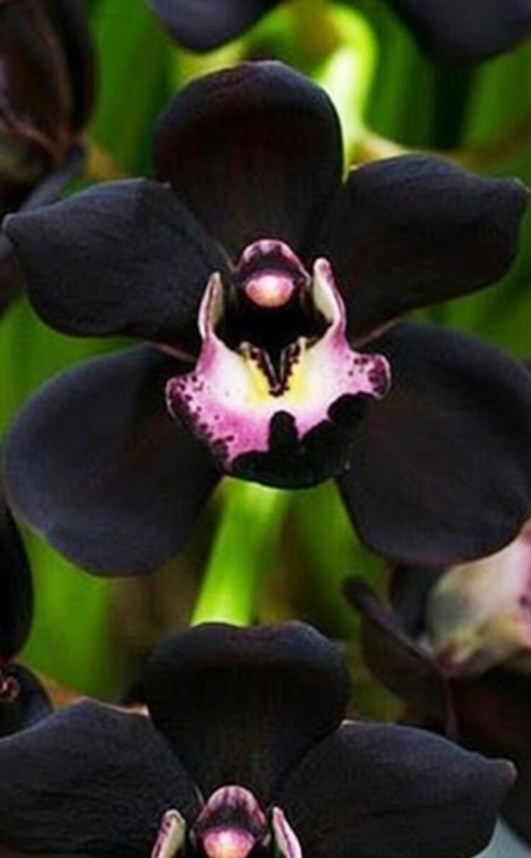 Rickling Home Diffuser - Black Orchid