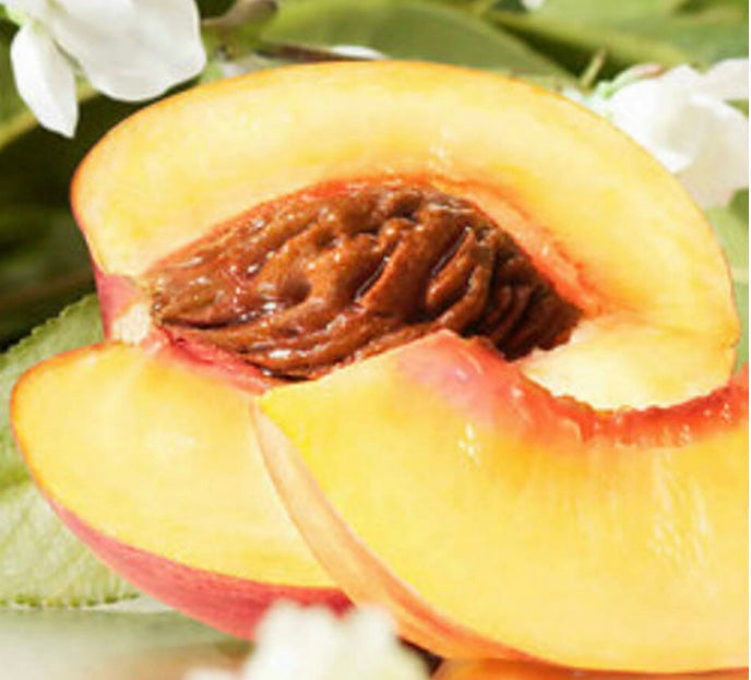 Wax Melt Snap Bar - Nectarine Blossom & Honey